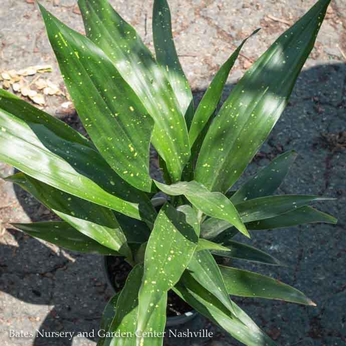 #1 Aspidistra ela Milky Way/ Cast Iron Plant