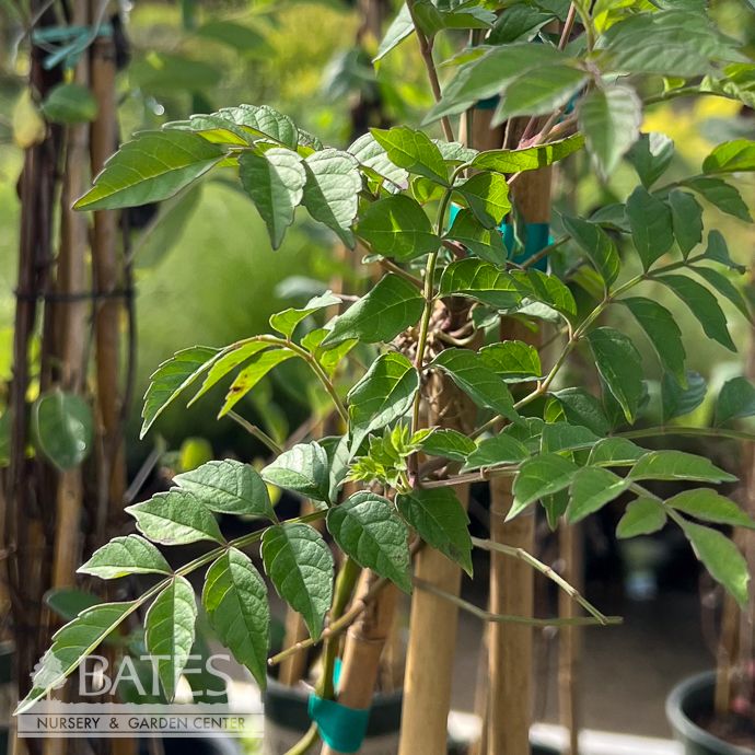#1 Campsis x Madame Rosy/ Rose-red Trumpet Creeper