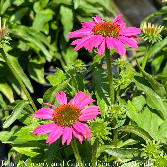 #1 Echinacea x SL Crazy Pink/ Coneflower