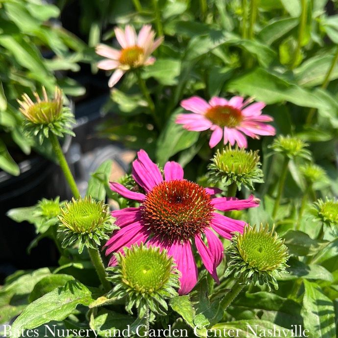 #1 Echinacea x SL Crazy Pink/ Coneflower