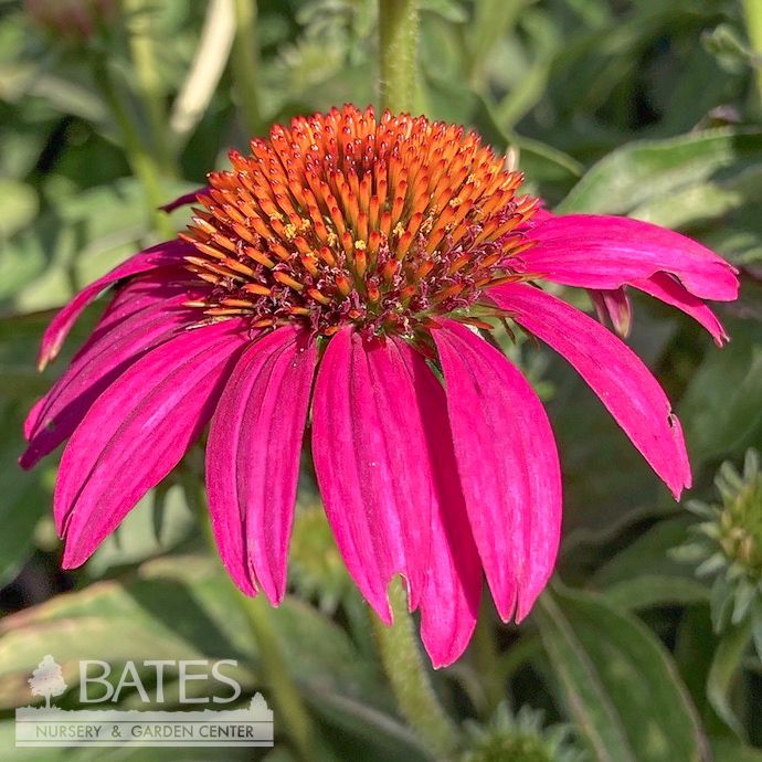 #1 Echinacea x SL Crazy Pink/ Coneflower
