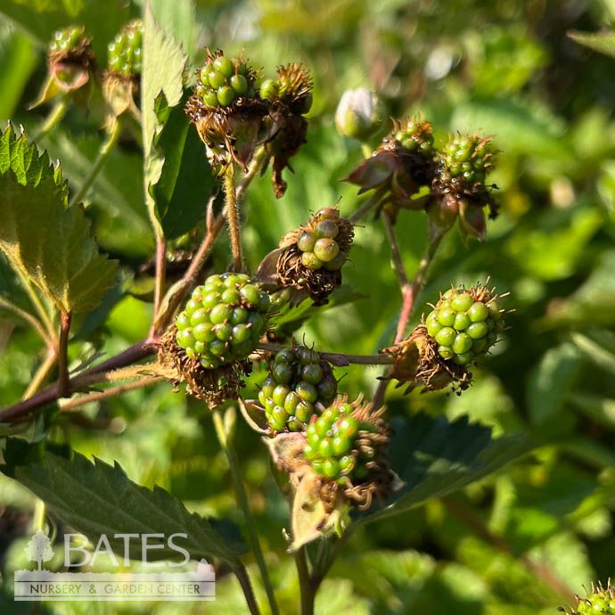 Edible #3 Rubus spp Ouachita/ Thornless Blackberry