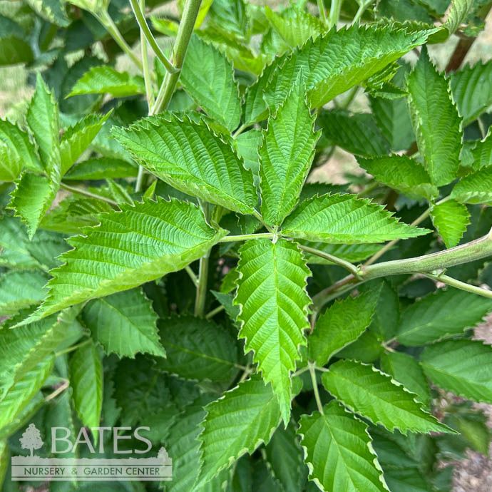 Edible #3 Rubus x SL Prime-Ark 'Traveler'/ Thornless Blackberry
