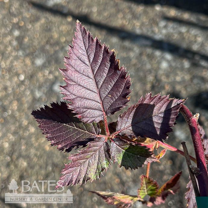 Edible #3 Rubus x SL Prime-Ark 'Traveler'/ Thornless Blackberry