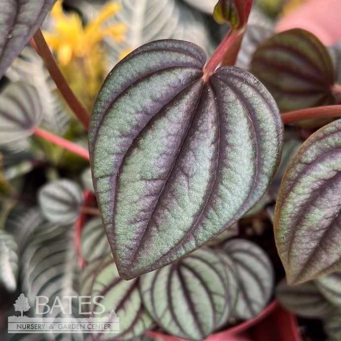 4p! Peperomia Piccolo Banda /Tropical