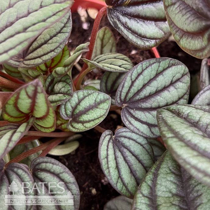 4p! Peperomia Piccolo Banda /Tropical