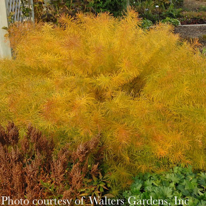 #1 Amsonia hubrichtii/ Arkansas Bluestar Native (R)