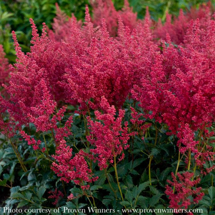 #1 Astilbe x japonica PW Montgomery/ Deep Red