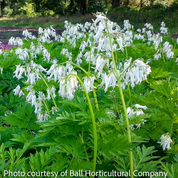 #1 Dicentra eximia AB/ Fringed Bleeding Heart Native (TN)