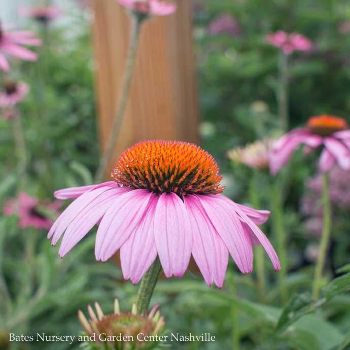 #1 Echinacea pur Prairie Splendor AB/ Rose-pink Coneflower Native (TN)