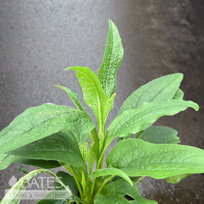 #1 Echinacea pur Happy Star AB/ White Coneflower Native (TN)