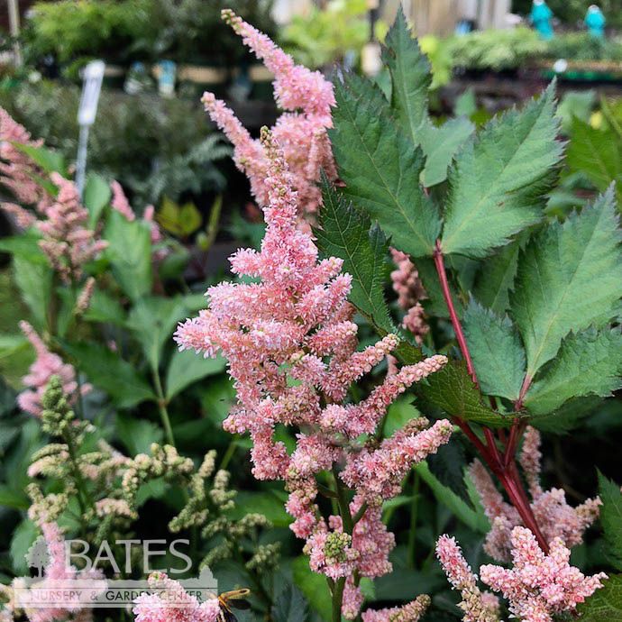 #1 Astilbe x rosea Peach Blossom