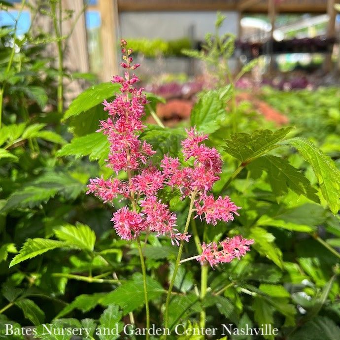 #1 Astilbe x arendsii Rheinland/ Pink