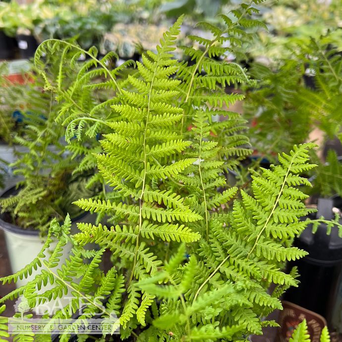 #1 Thelypteris noveboracensis/ New York Fern Native (TN)