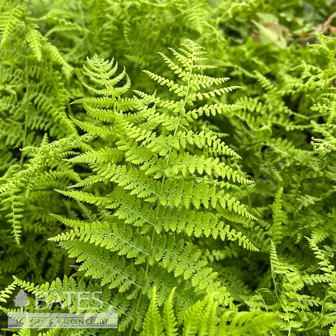 #1 Dennstaedtia punctilobula AB/ Hay-scented Fern Native (TN)