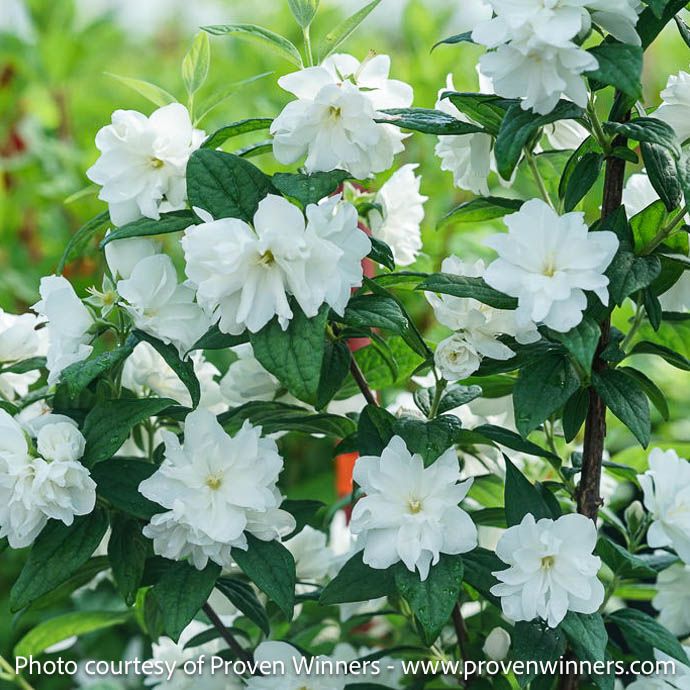 #3 Philadelphus cor PW Illuminati Arch/ Columnar Mock Orange