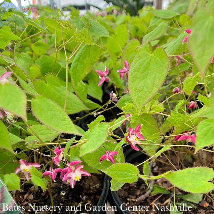 #1 Epimedium x rubrum/ Red Barrenwort, Bishop's Hat