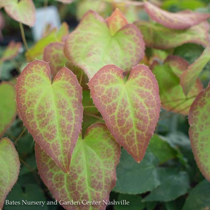 #1 Epimedium x rubrum/ Red Barrenwort, Bishop's Hat