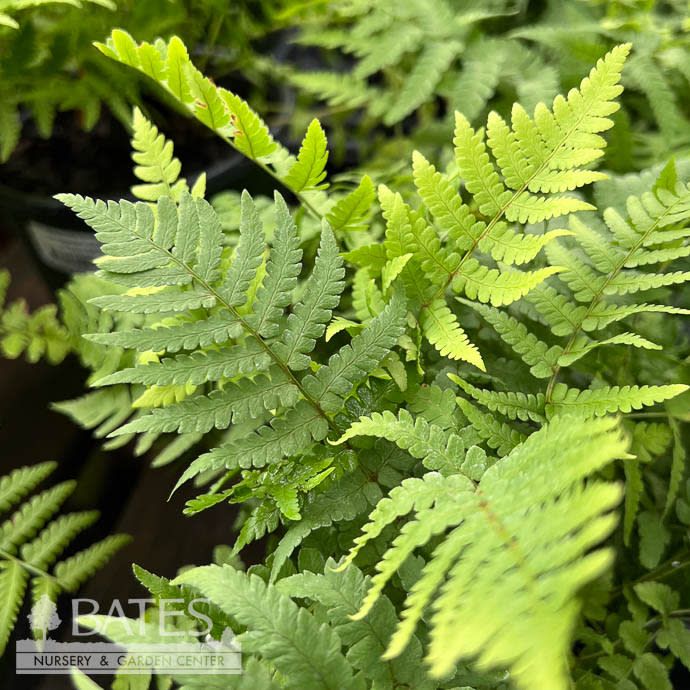 #1 Dryopteris marginalis/ Eastern Wood AB/ Leatherwood Fern Native (TN)