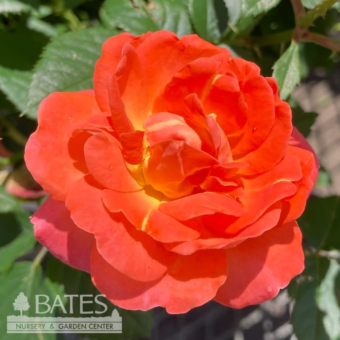 #2 Rosa Orange Glow Knock Out/ Shrub Rose - No Warranty