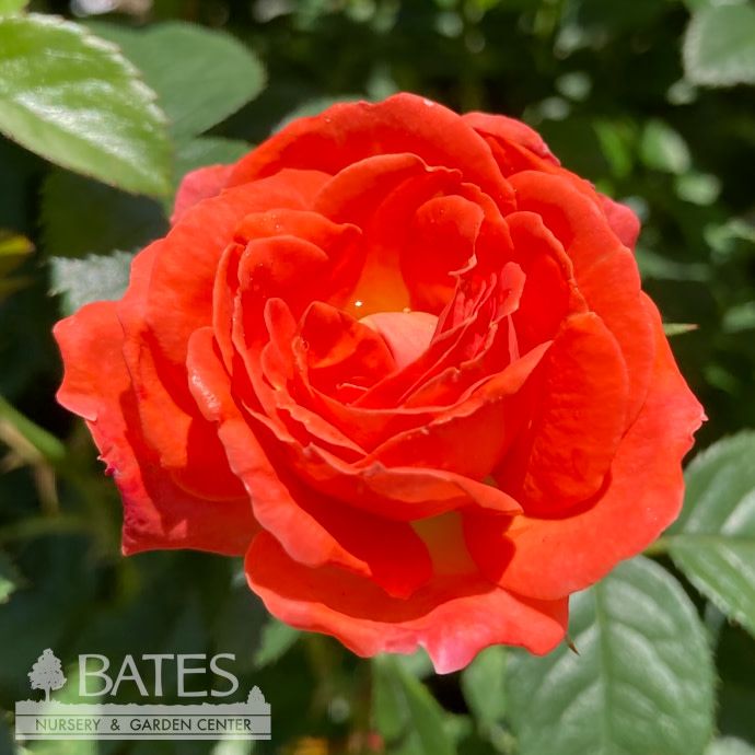 #2 Rosa Orange Glow Knock Out/ Shrub Rose - No Warranty