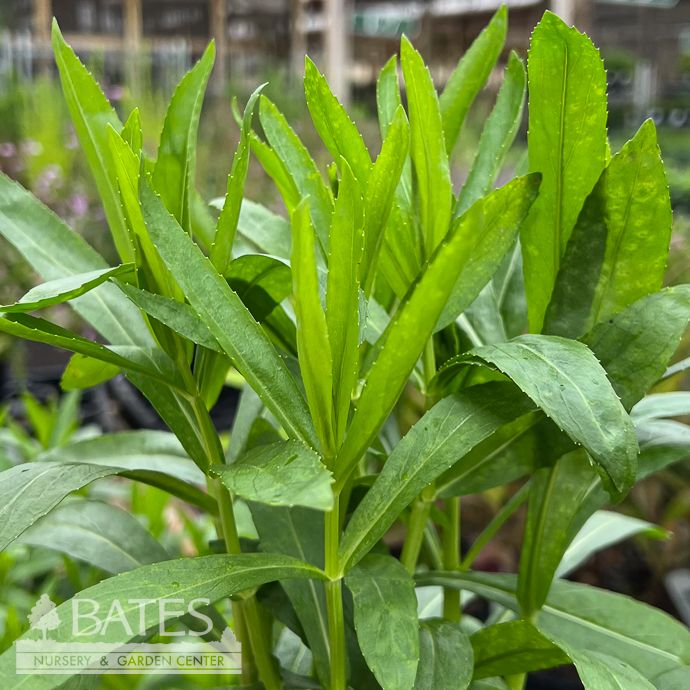 #1 Physostegia virg Pink Manners AB/ Obedient Plant Native (TN)