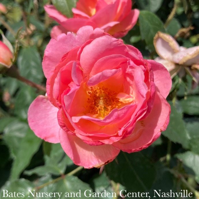 #3 Rosa Knock Out Peachy/ Pink w Yellow Center Shrub Rose - No Warranty