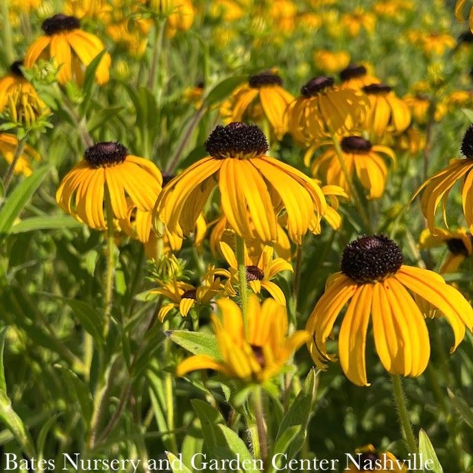#1 Rudbeckia x American Gold Rush/ Black-Eyed Susan
