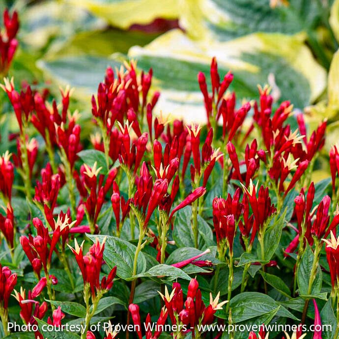 #1 Spigelia mar Apple Slices AB/ Indian Pink Native (TN)