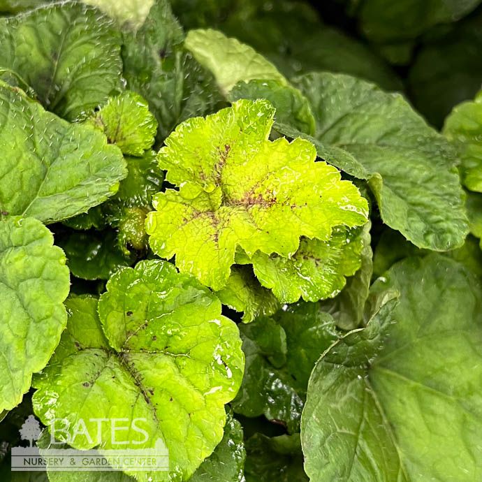 #1 Tiarella cord Running Tapestry/ Foam Flower Native (TN)