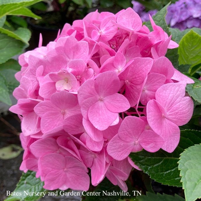 #2 Hydrangea mac SL Dear Dolores/ Bigleaf/ Mophead Rebloom Blue to Pink