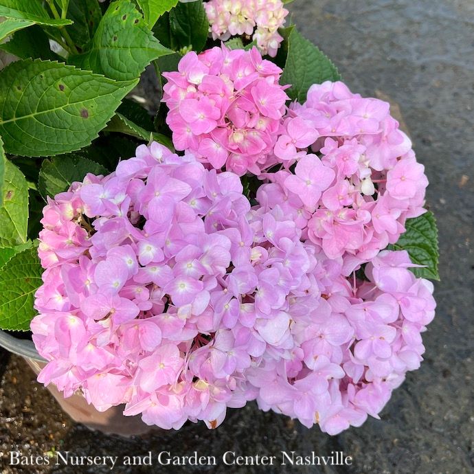 #2 Hydrangea mac SL Dear Dolores/ Bigleaf/ Mophead Rebloom Blue to Pink