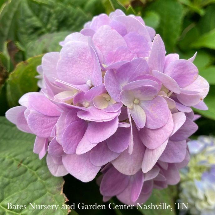 #2 Hydrangea mac SL Dear Dolores/ Bigleaf/ Mophead Rebloom Blue to Pink