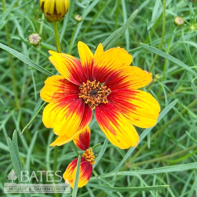 #1 Coreopsis x Lightning Bug/ Compact Red and Yellow Tickseed