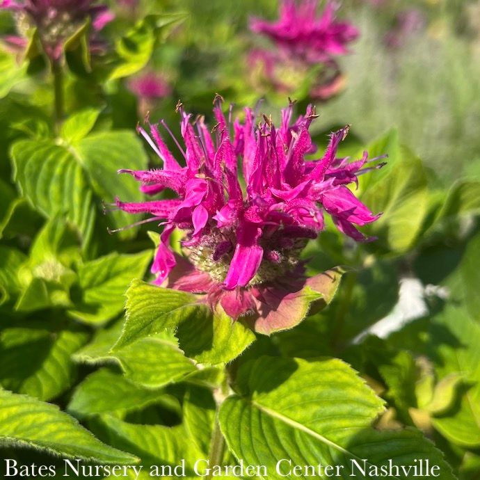 #1 Monarda x Bee-You 'Bee Merry'/ Pink Beebalm
