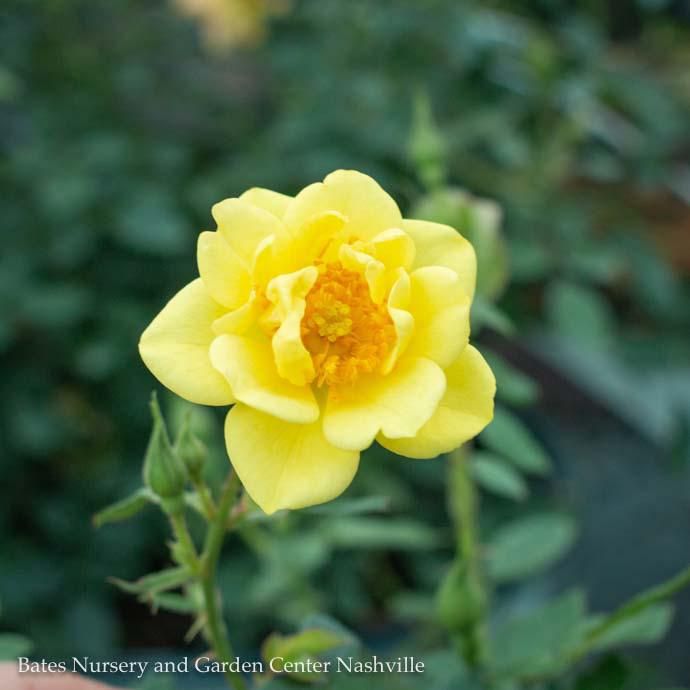 #3 Rosa PW Oso Easy 'Lemon Zest'/ Yellow Shrub Rose - No Warranty
