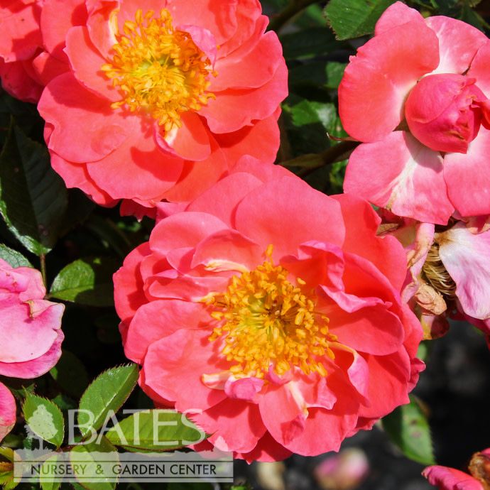 #3 Rosa PW Oso Easy 'Mango Salsa'/ Shrub Rose - No Warranty