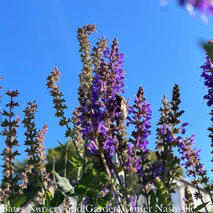 #1 Salvia nem Blue By You/ Meadow Sage