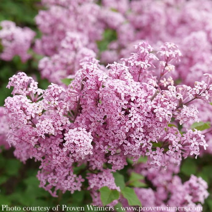 #3 Syringa PW Bloomerang 'Purpink'/ Reblooming Lilac