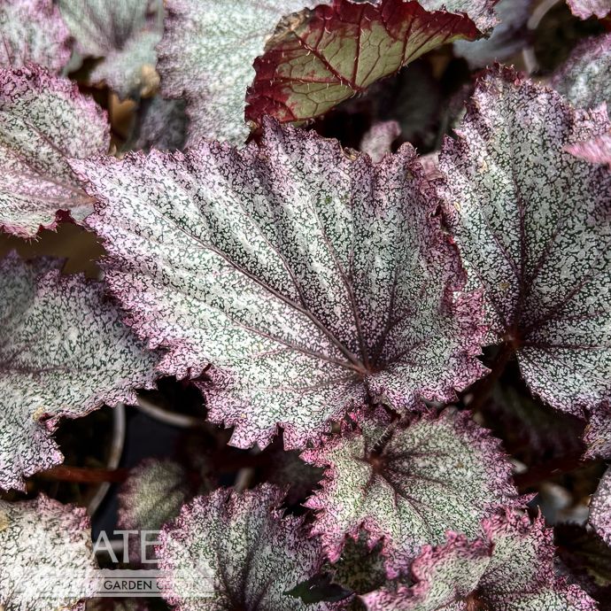 4p! Begonia rex Jurassic Jr Purple Spec /Tropical