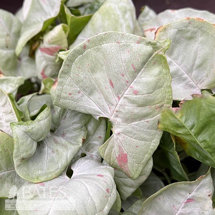 6p! Syngonium Milk Confetti TOTEM /Arrowhead Plant /Nephthytis /Tropical