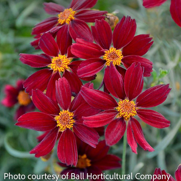 #1 Coreopsis x Permathread 'Red Satin'/ Tickseed