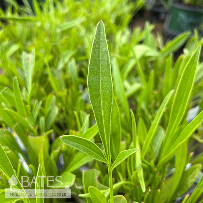 #1 Coreopsis lanceolata/ Yellow Lanceleaf Tickseed Native (TN)
