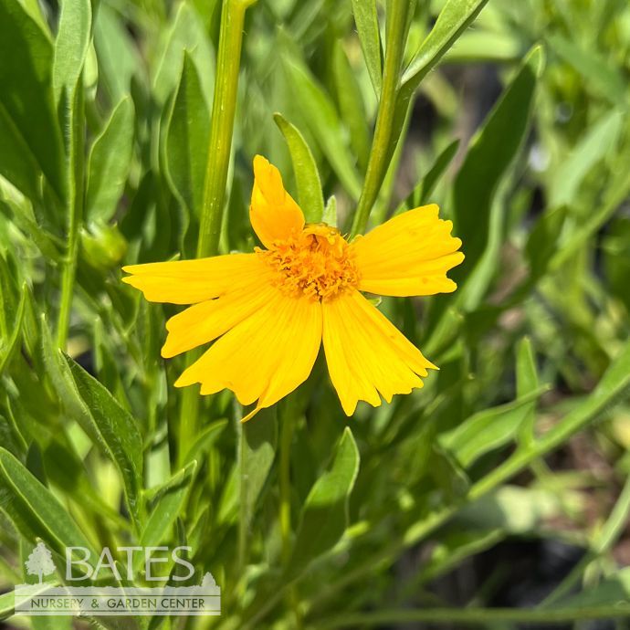 #1 Coreopsis lanceolata/ Yellow Lanceleaf Tickseed Native (TN)