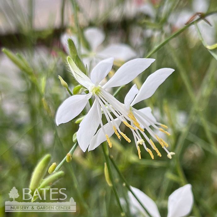 #1 Gaura lind So White