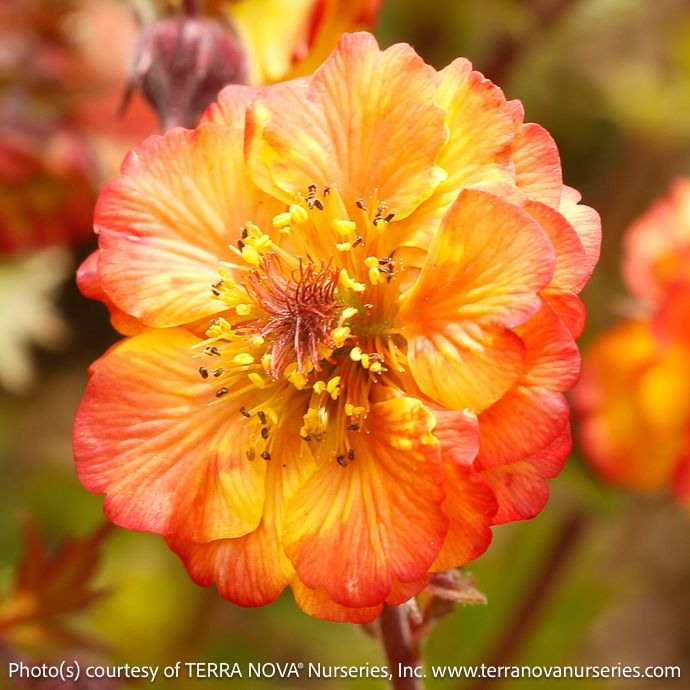 #1 Geum x Tempo 'Fiesta'/ Yellow and Orange