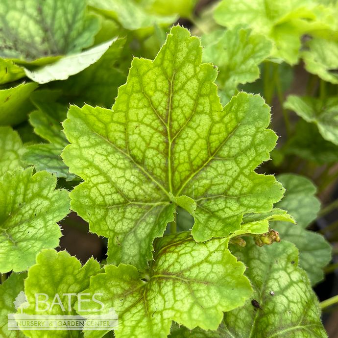 #1 Heuchera x Eternal Flame/ Coral Bells