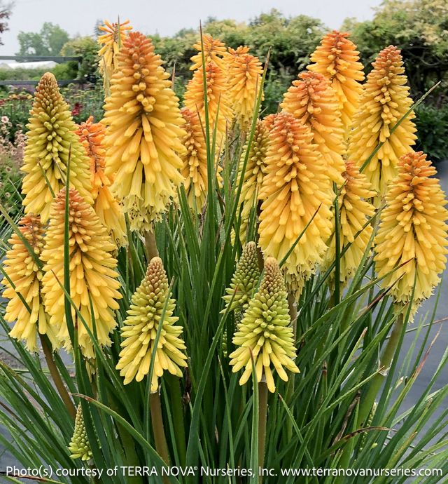 #1 Kniphofia x Poco 'Butter Brickle'/ Dwarf Gold Red Hot Poker