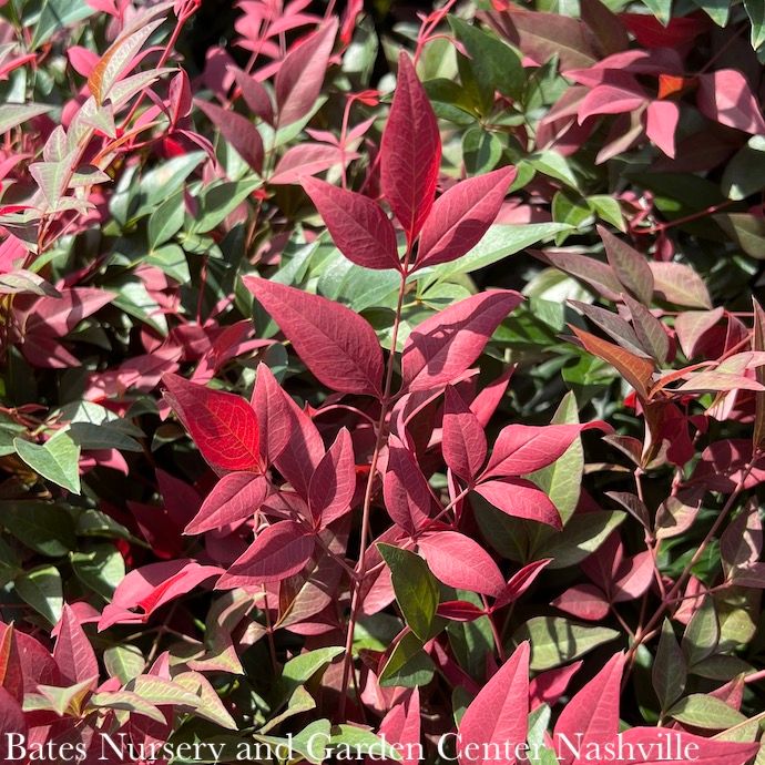 #2 Nandina dom SL Obsession/ Compact Heavenly Bamboo