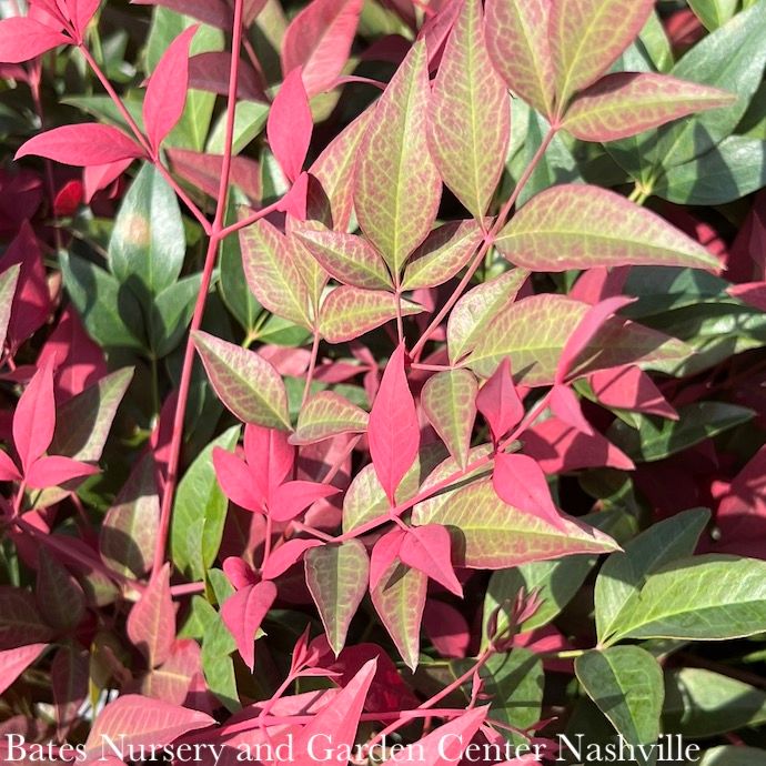 #2 Nandina dom SL Obsession/ Compact Heavenly Bamboo
